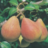 Golden Spice Pear - Large-Size