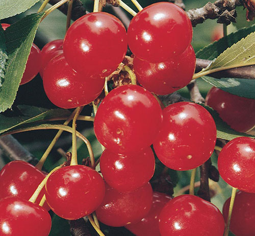 evan-bali-cherry-tree