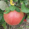 haralson-apple-semi