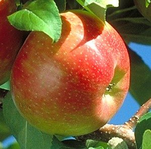honeygold apple