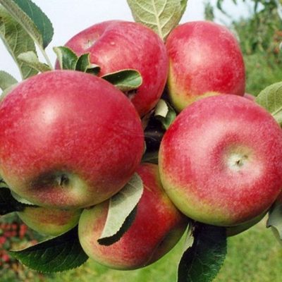 mcintosh apples