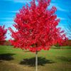 Red Maple Large-Size