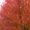 Autumn Blaze® Maple 6'