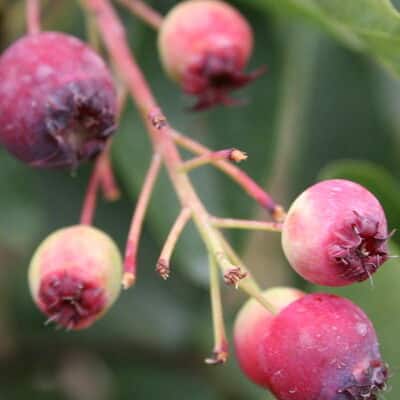 Regent Saskatoon Serviceberry