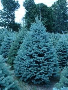 Colorado Blue
